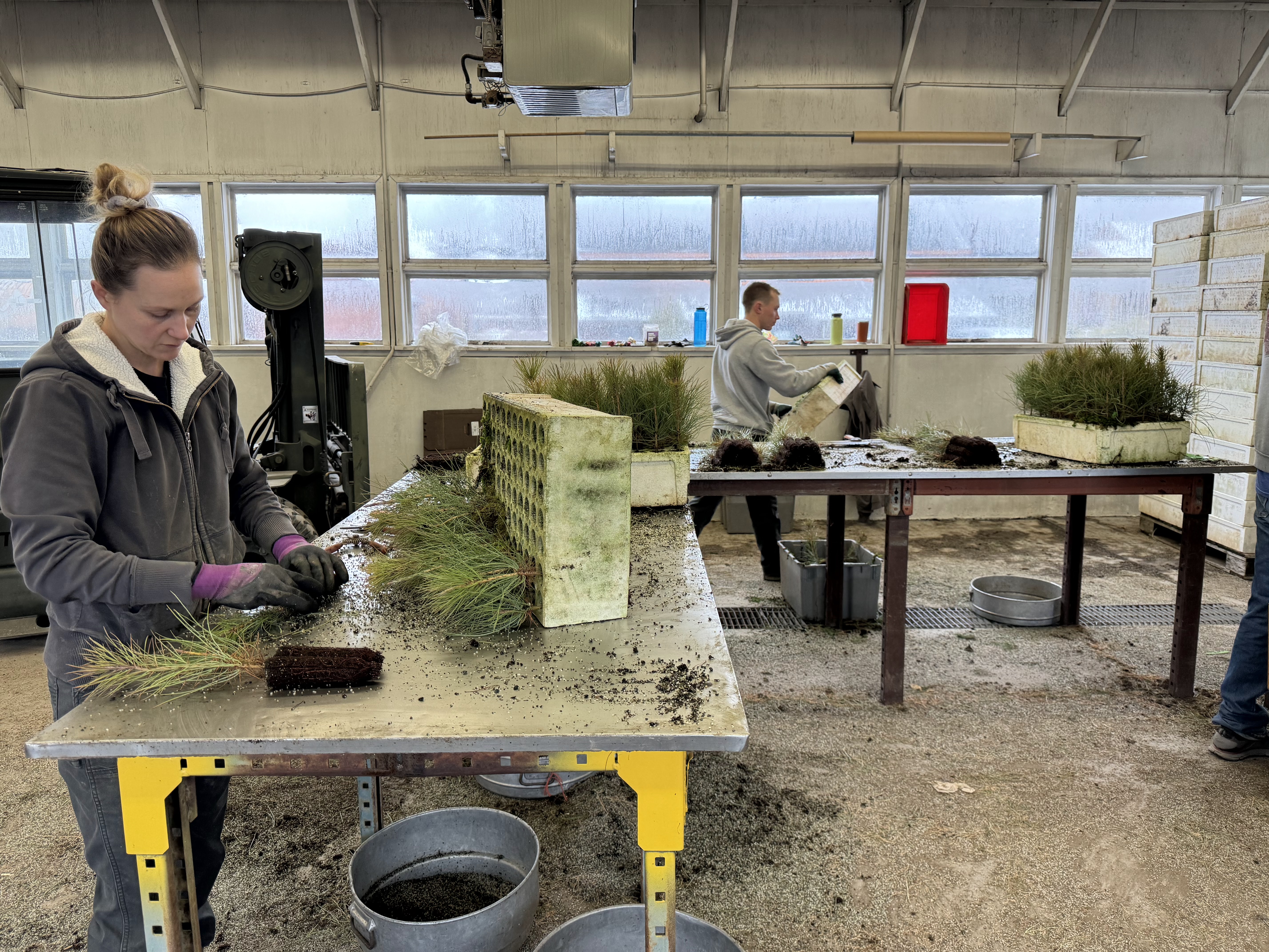 Staff members grading and packaging seedlings