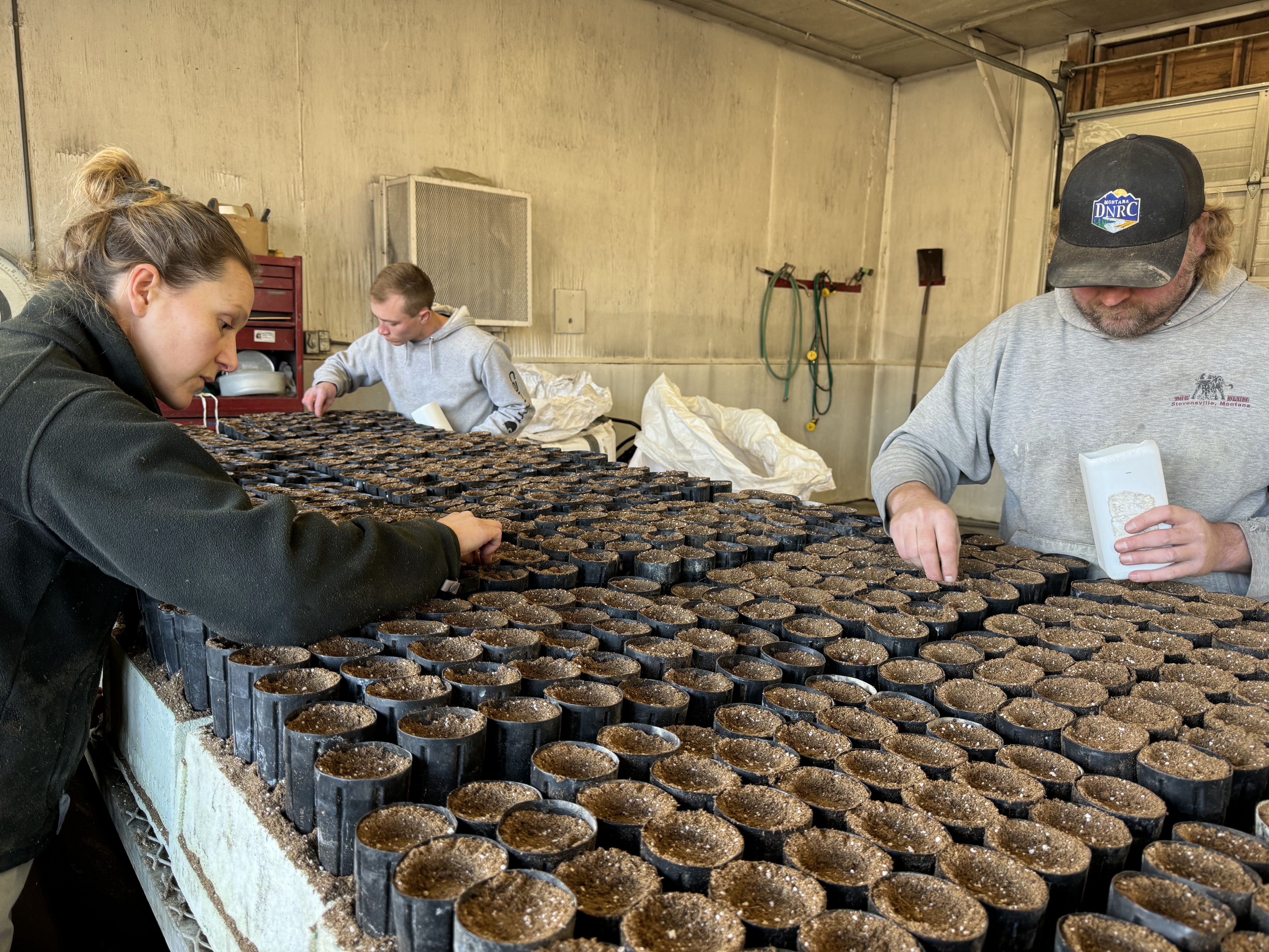 Staff seeding bur oak