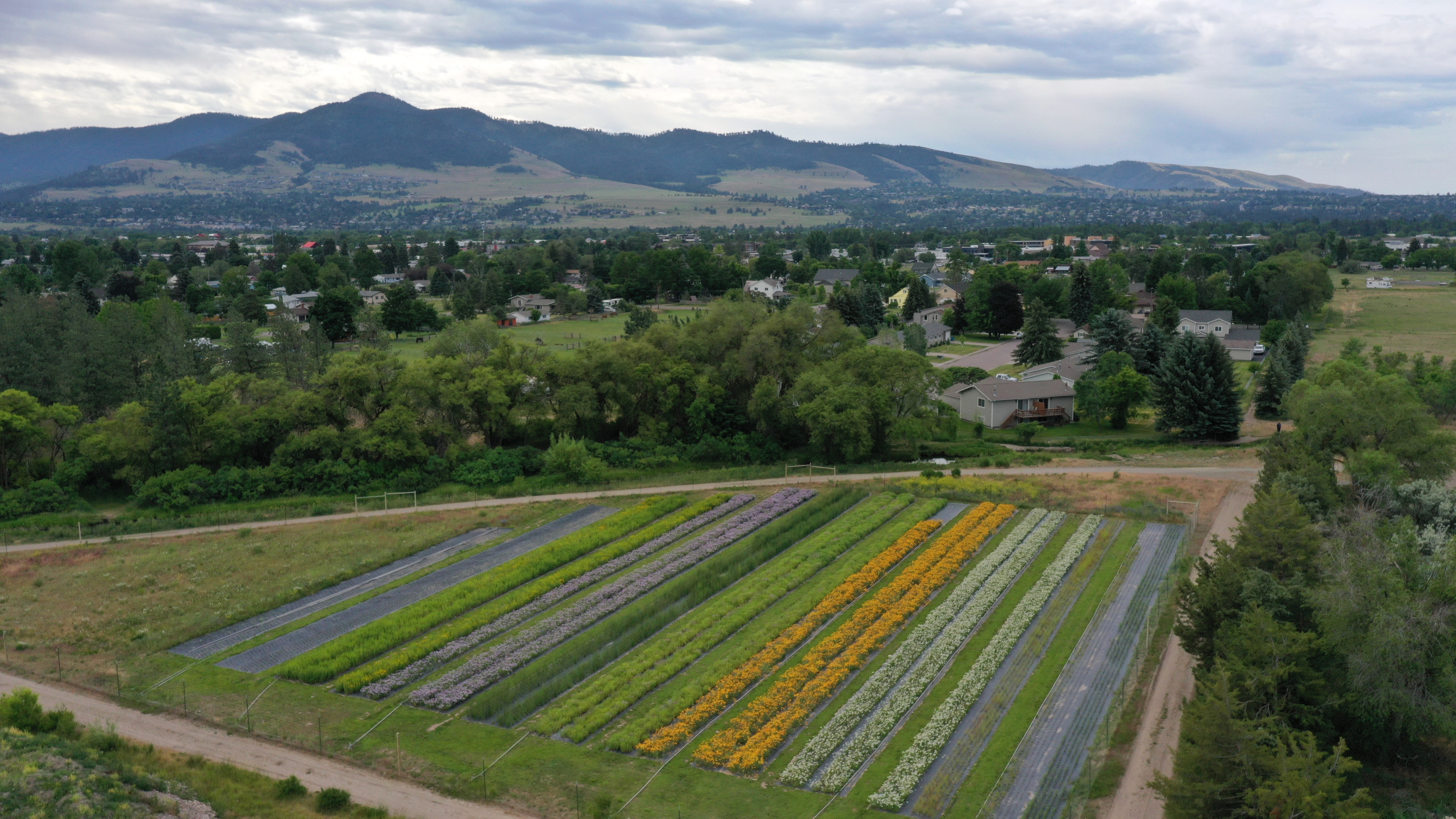 Aerial view of field 1
