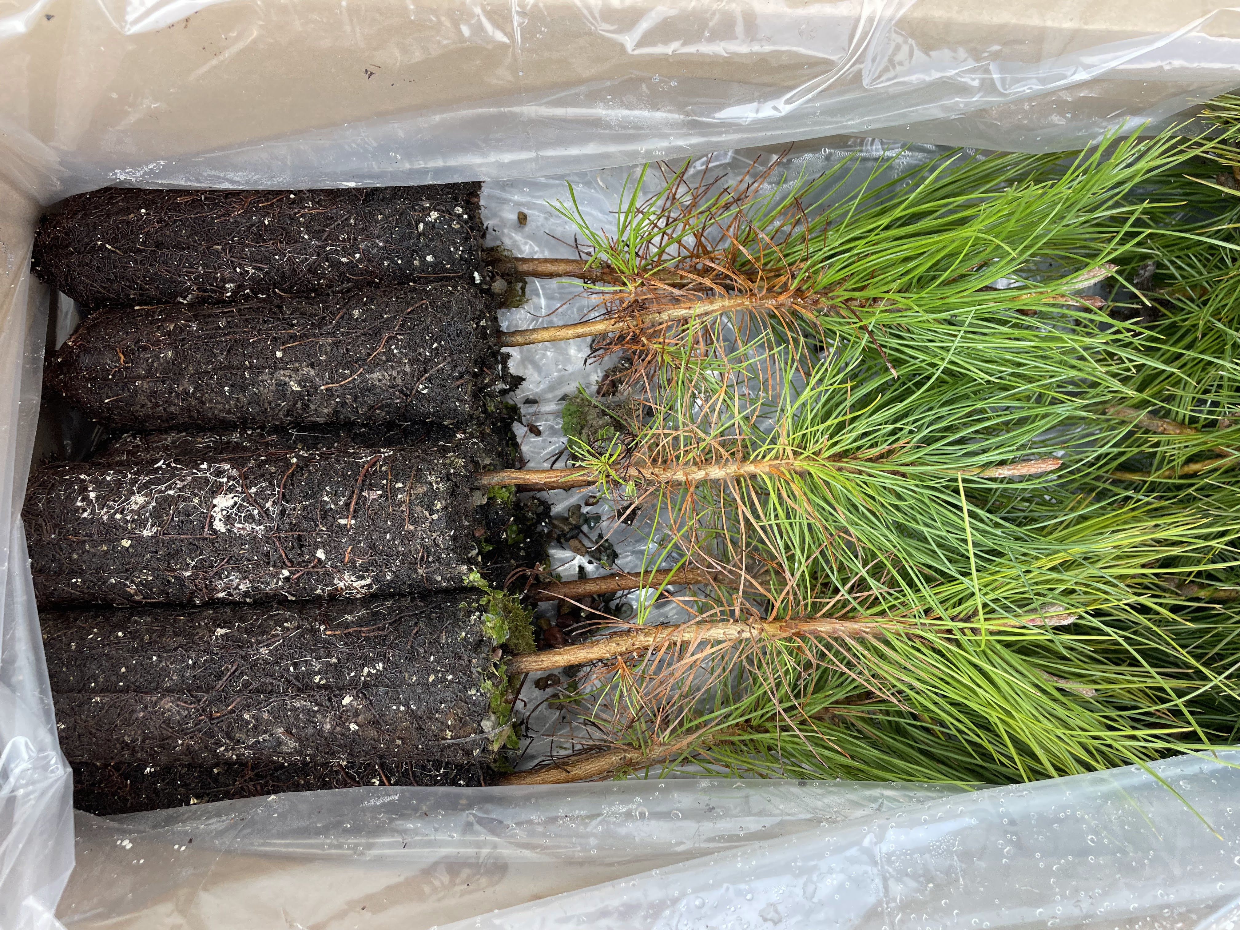 10 cubic inch seedlings fully grown and packaged