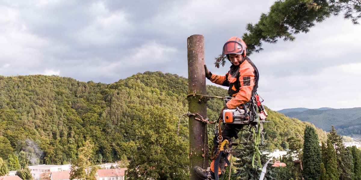 Picture of arborist cutting down large tree up in tree