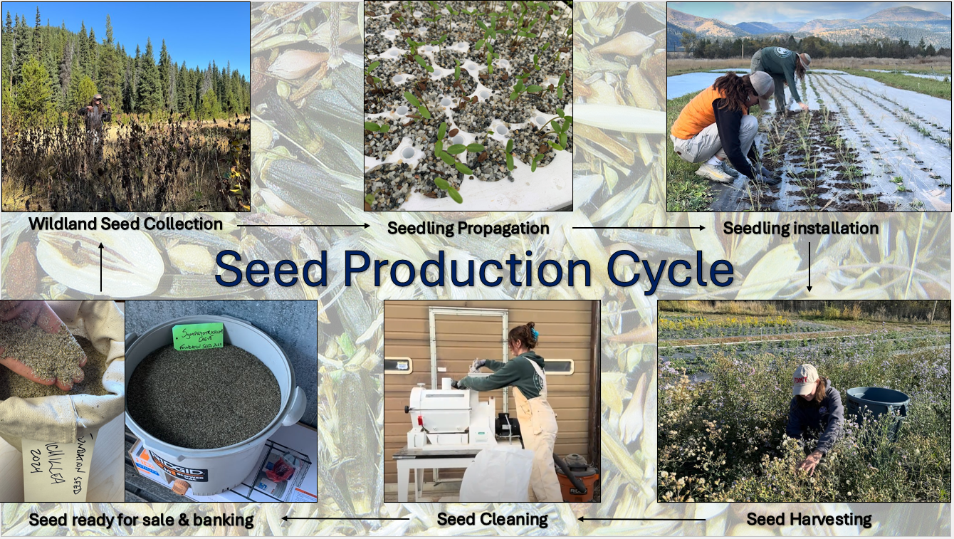 seed-cycle.png