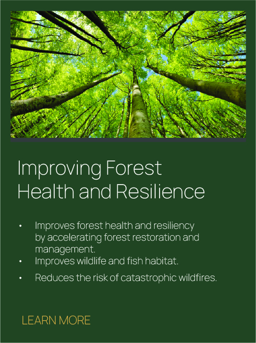 GNA_Forest_v1@2x-100.jpg