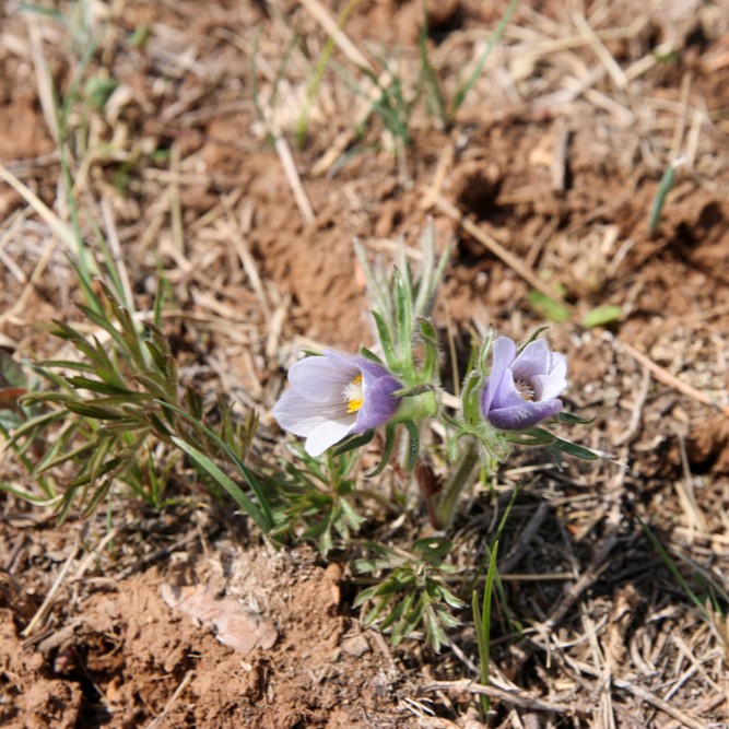 Purple prairie crocus in bloom