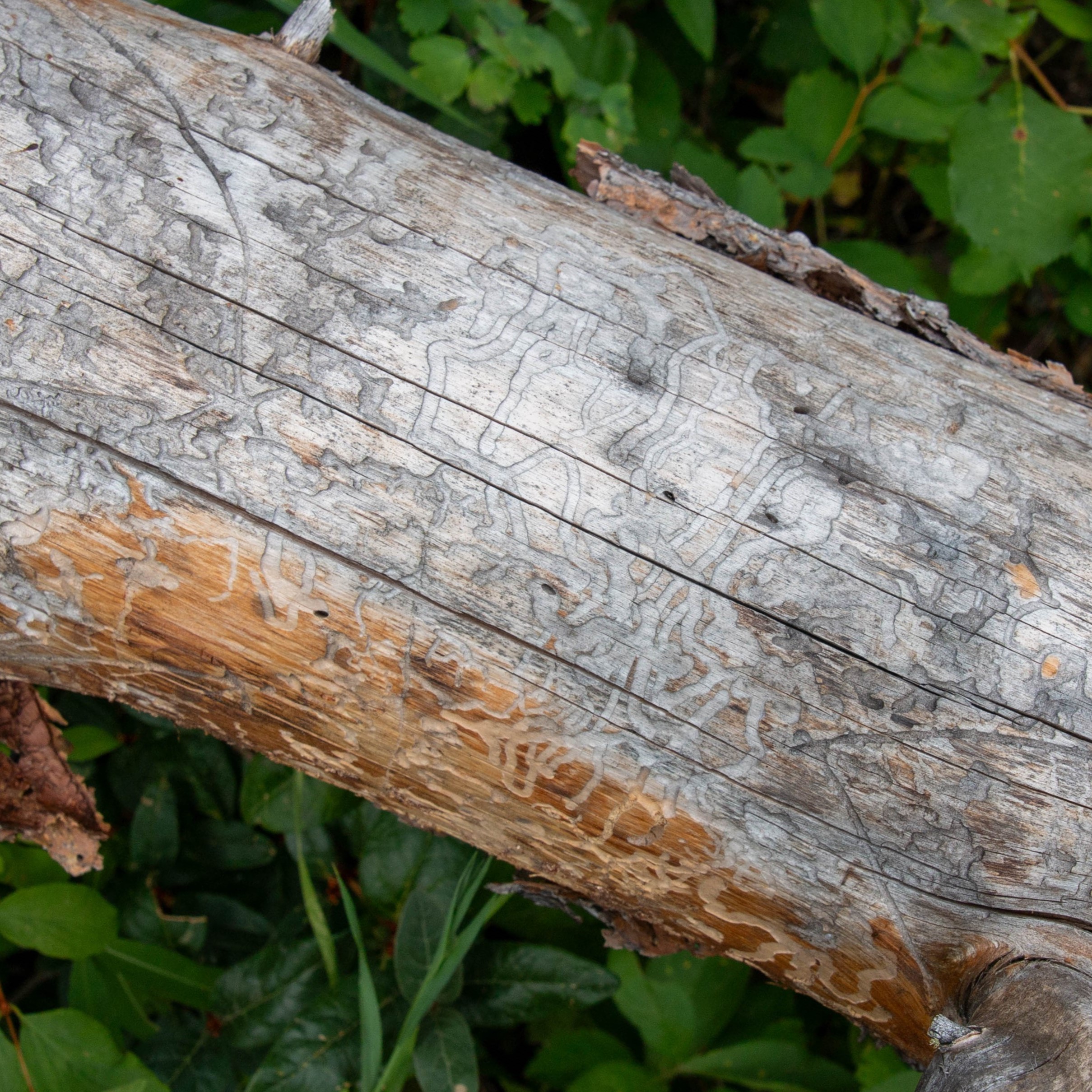 Mountain pine beetle scarring on lodgepole pine log
