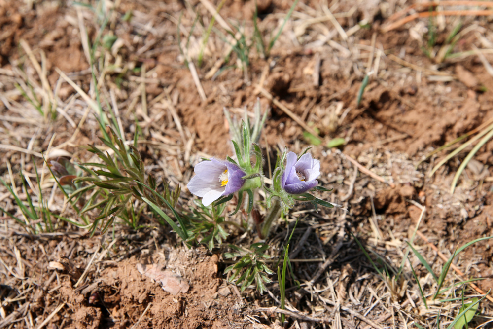 Prairie crocus blooming in dirt