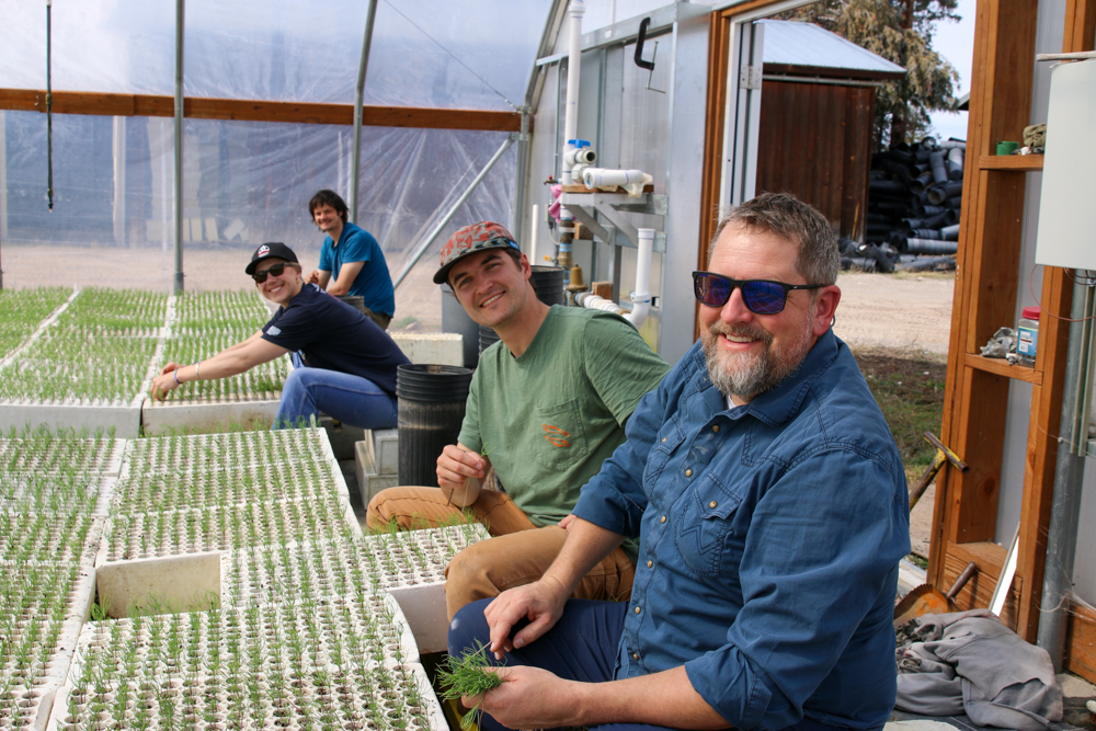 Four D N R C employees smile while thinning seedlings in a greenhouse
