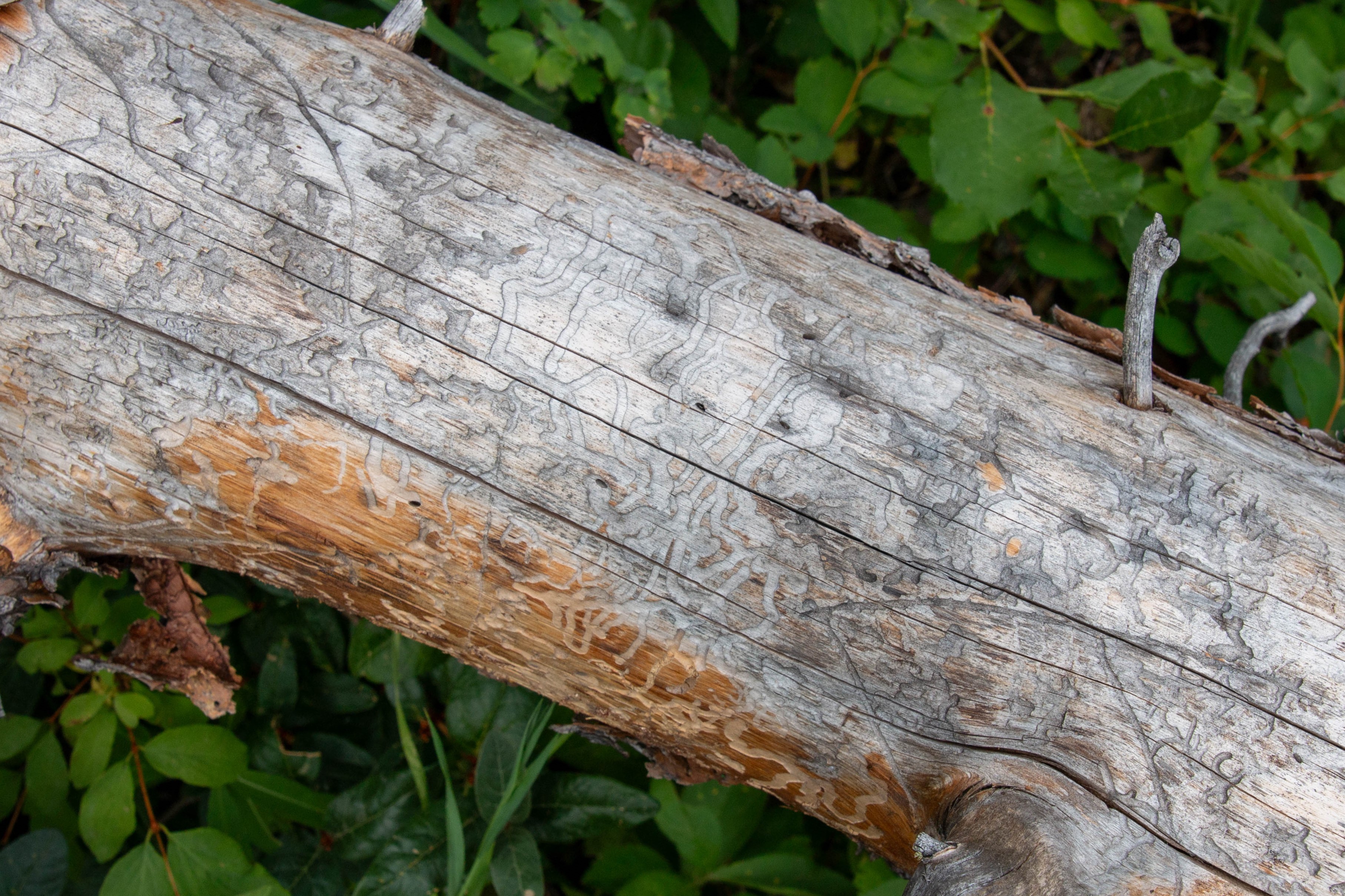 Squiggly scars from mountain pine beetle on a fallen log