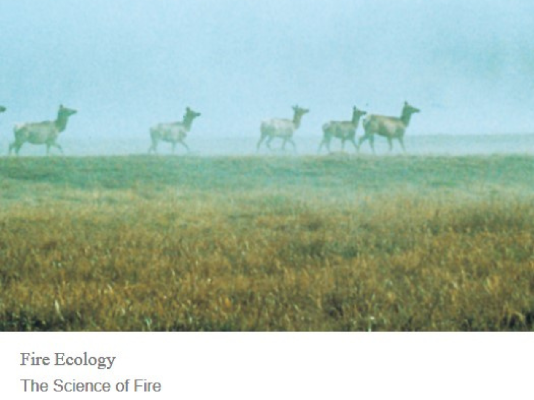 deer in meadow with wildfire smoke 