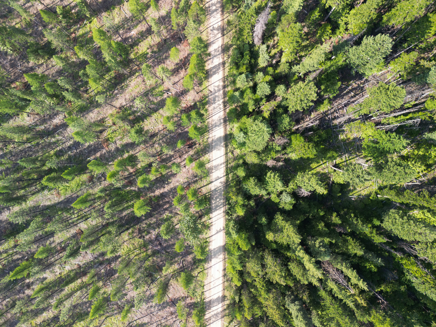 aerial image with one side of forest thinned for forest health and the other side dense and unhealthy