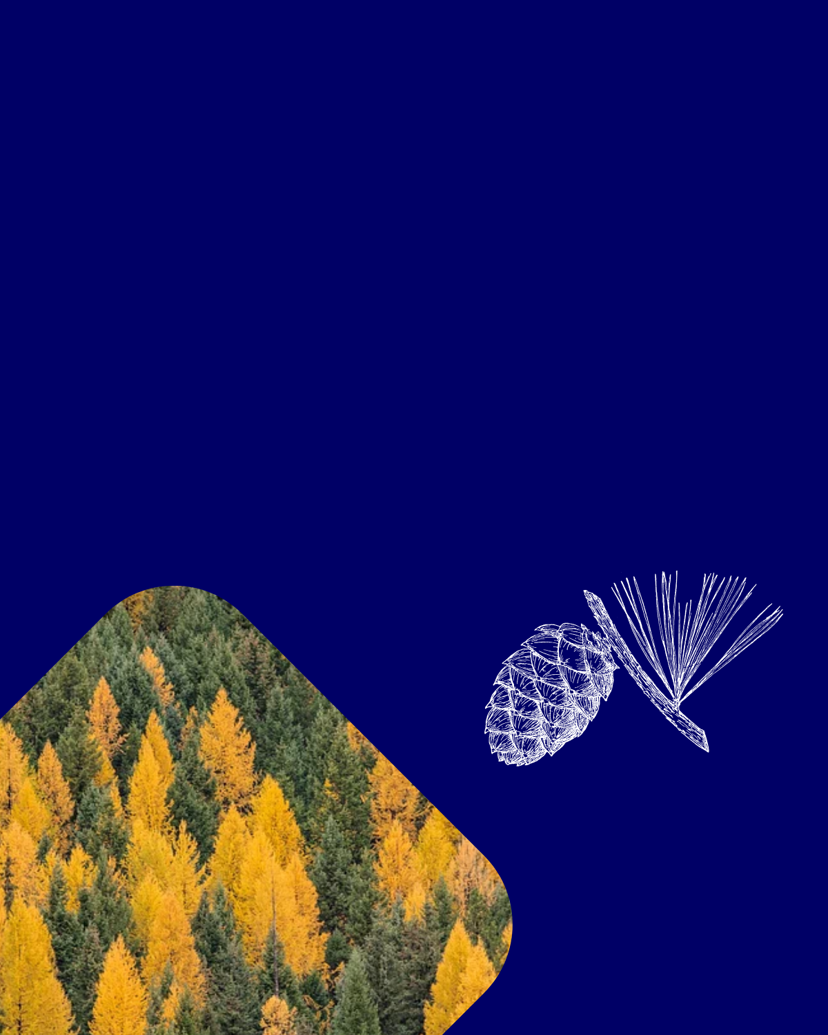 Forest fundamentals menu option box with image of conifer forest and larches changing color in the fall