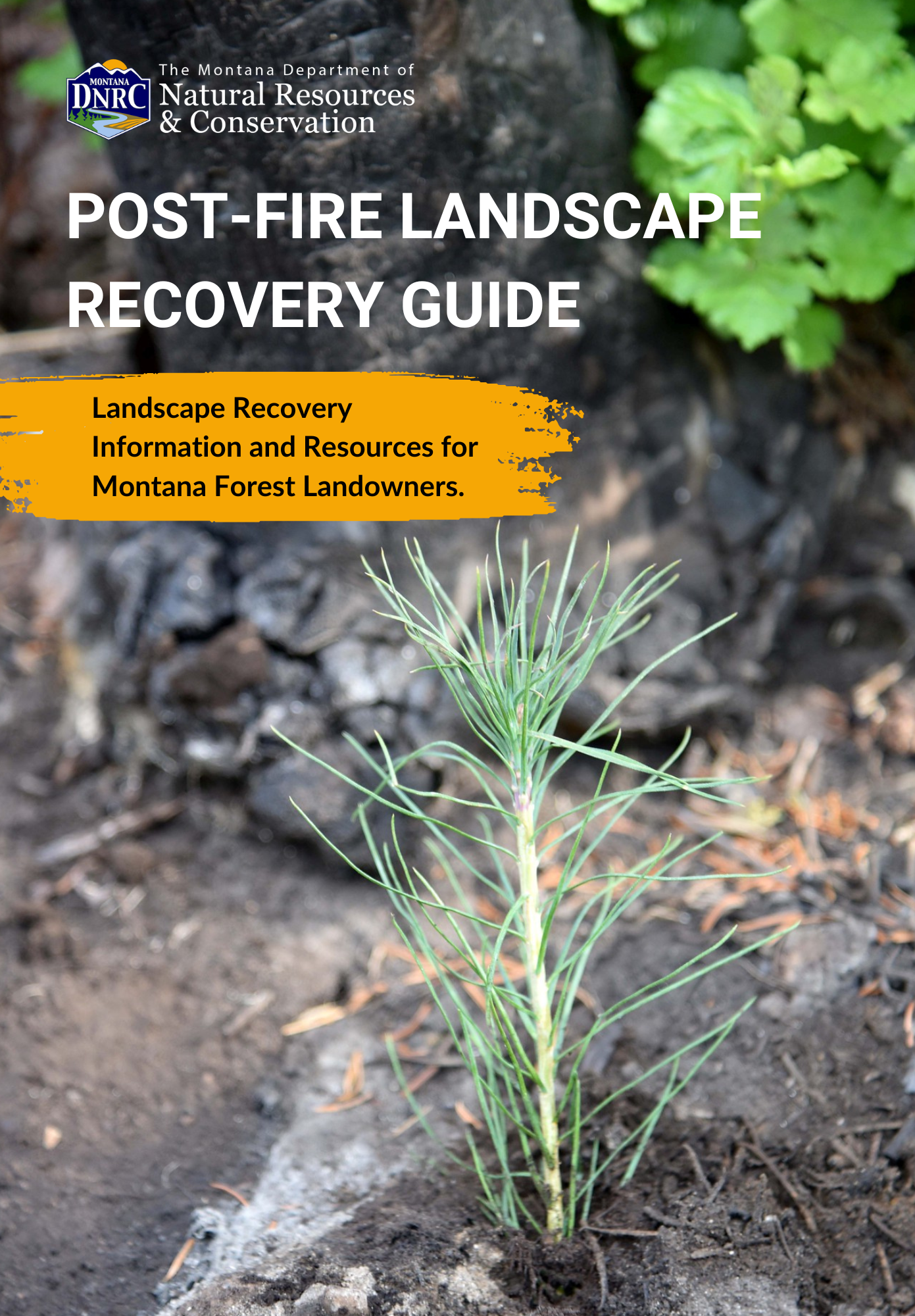 Post-fire landscape recovery guide cover with tree sapling growing post-fire