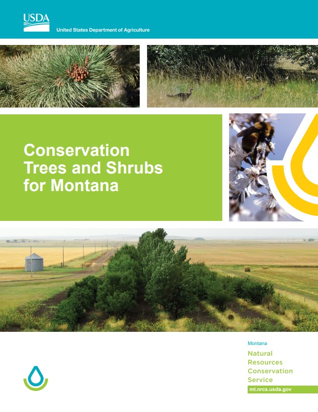 Conservation Trees and Shrubs for Montana