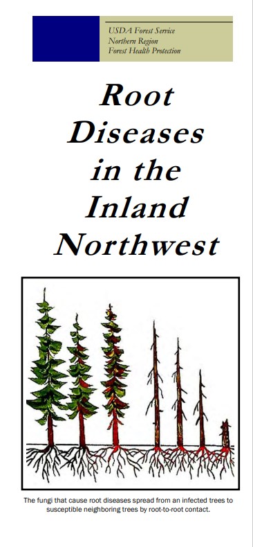 Front page of root diseases of inland NW brochure with illustration of unhealthy tree progression with root disease