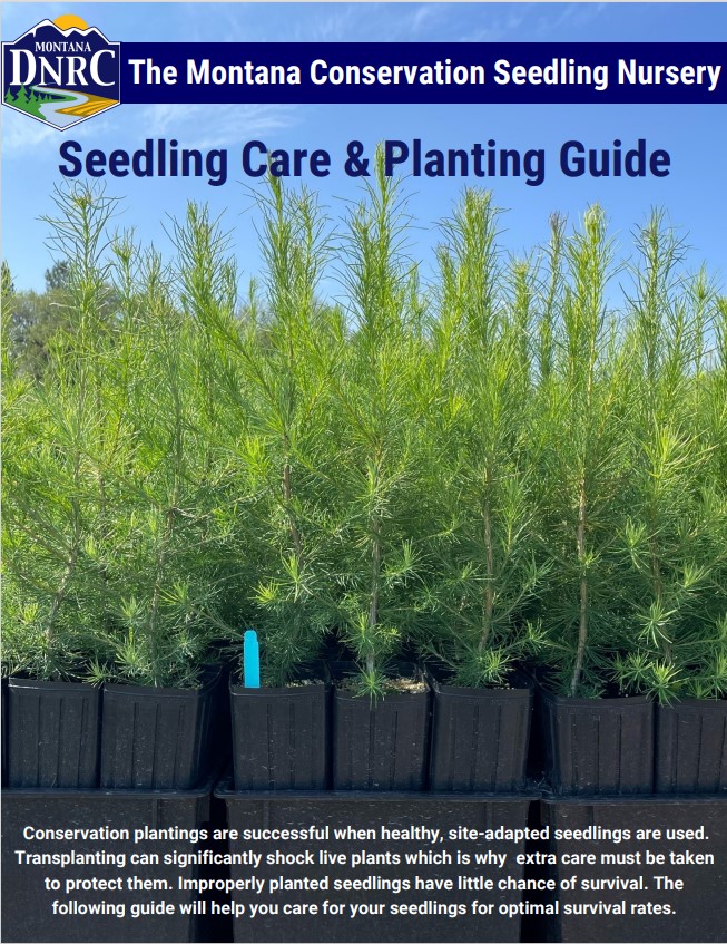 DNRC Seedling Care and Planting Guide