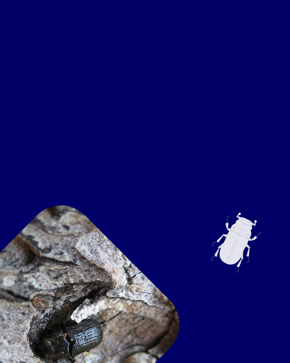 Forest health menu option box with image and illustration of bark beetle