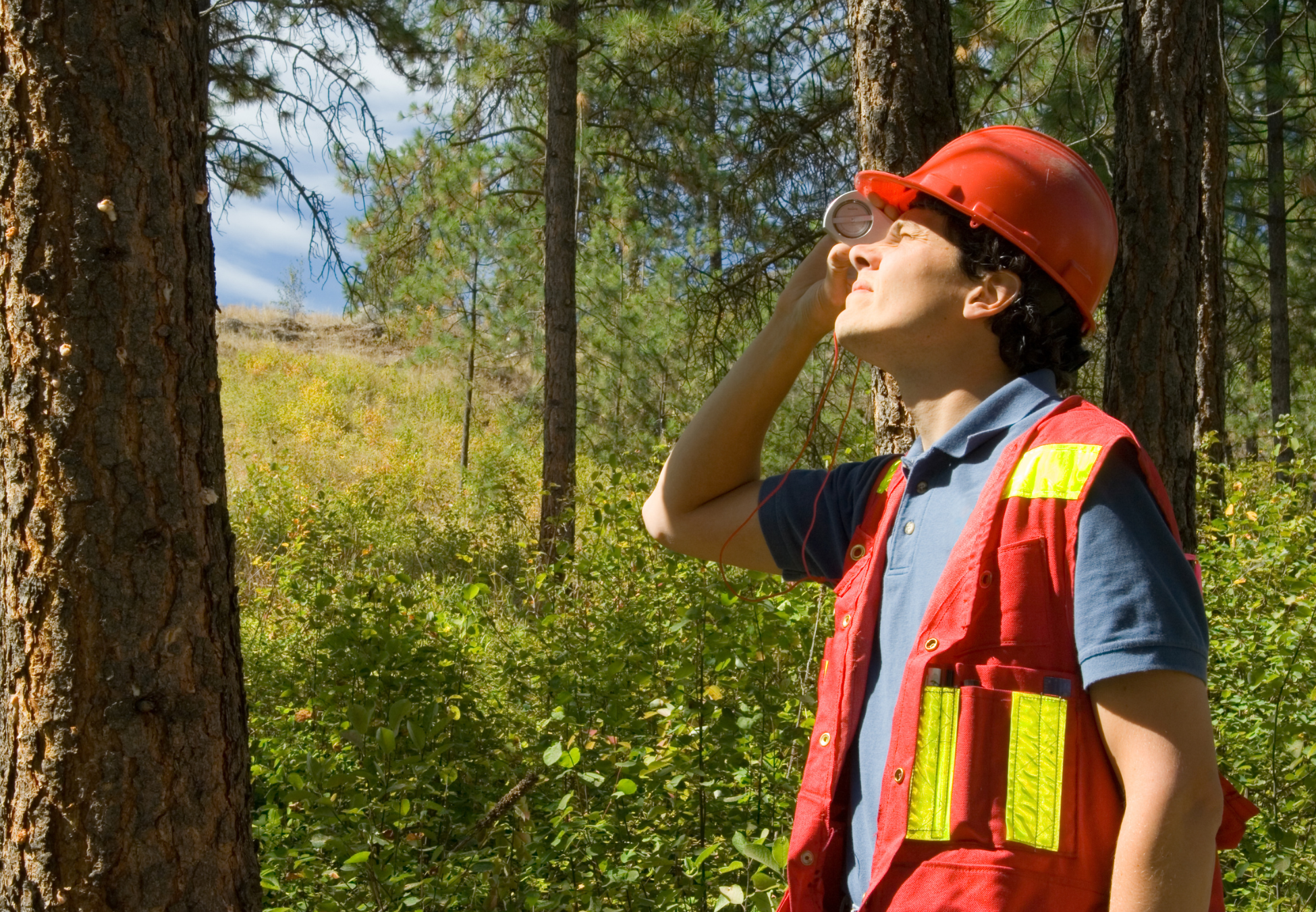 forester measuring tree height 