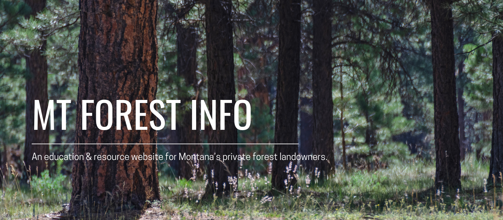 photo of open ponderosa pine stand with wildflowers in understory, text in foreground that reads MT Forest Info an education and resource website for Montana forest landowners