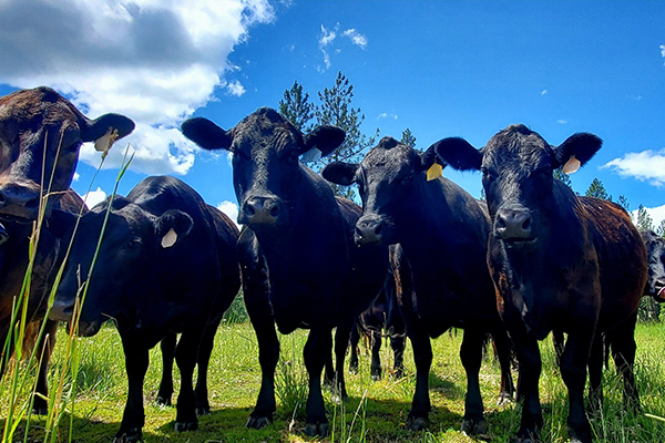 cows eating