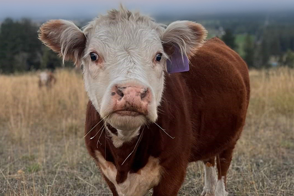 cow in a field