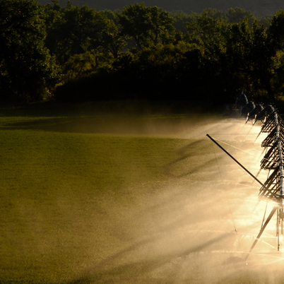wheat growing in a field