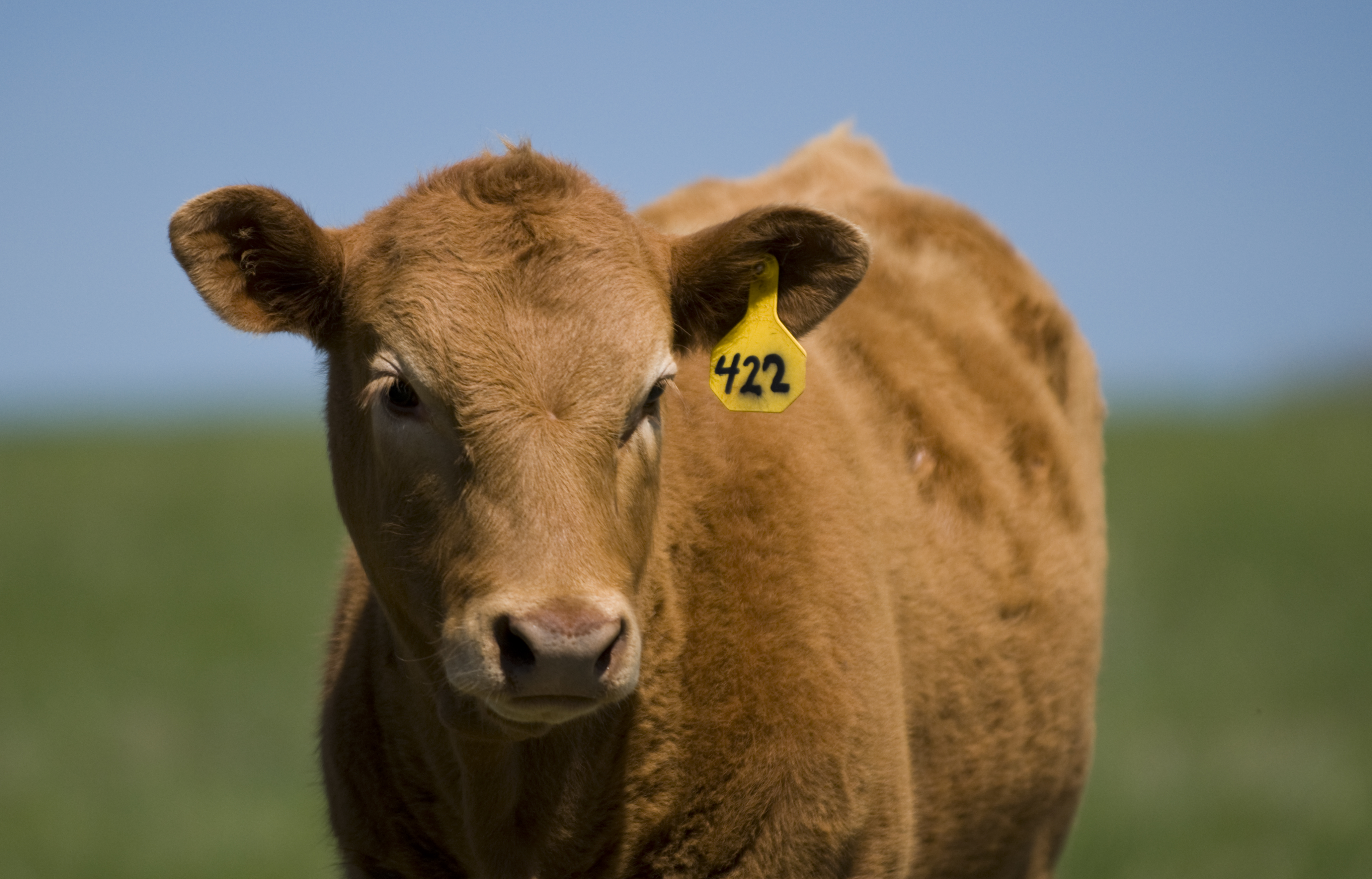 Image of grazing land in montana