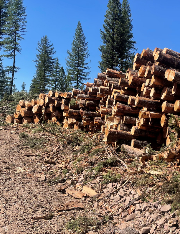 Photo of Timber Piled Up for Sales