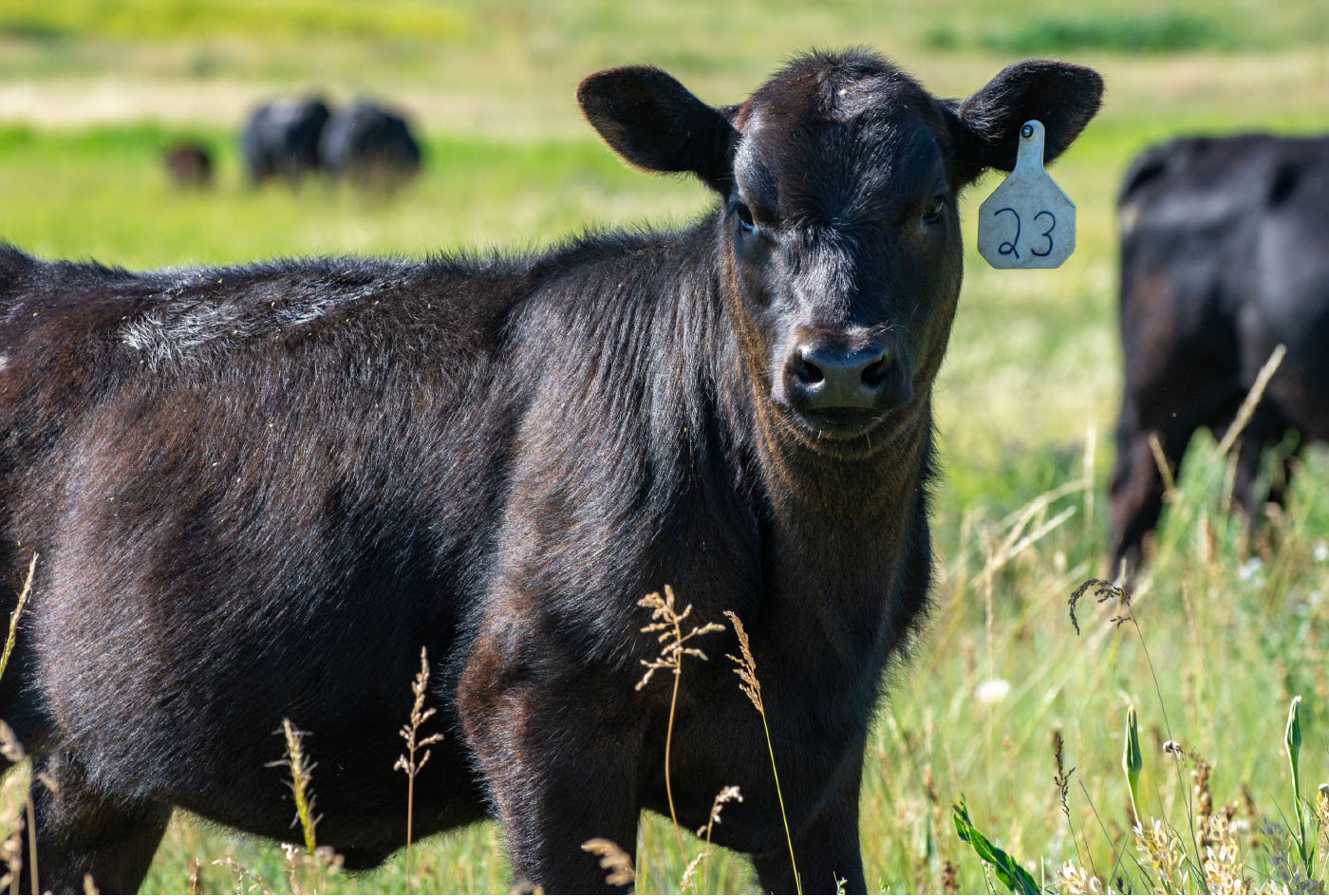 cows in a field