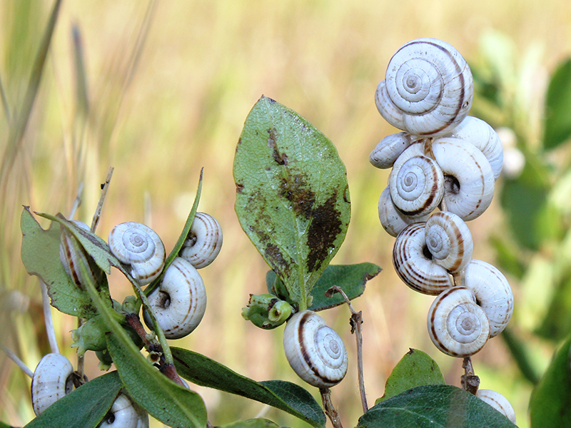 Invasive Snail