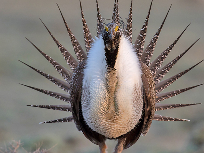 Sagegrouse