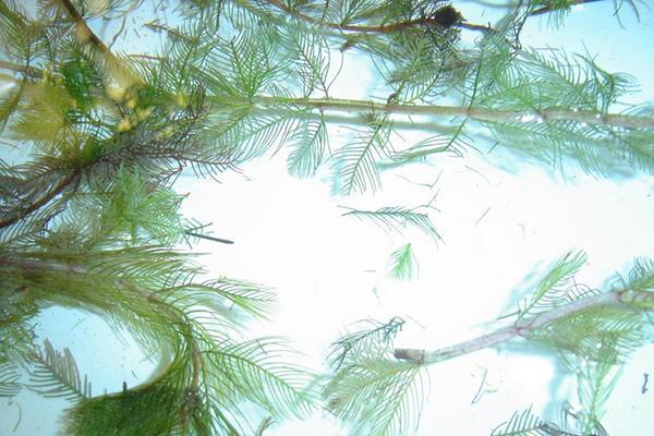 Eurasian Water Milfoil