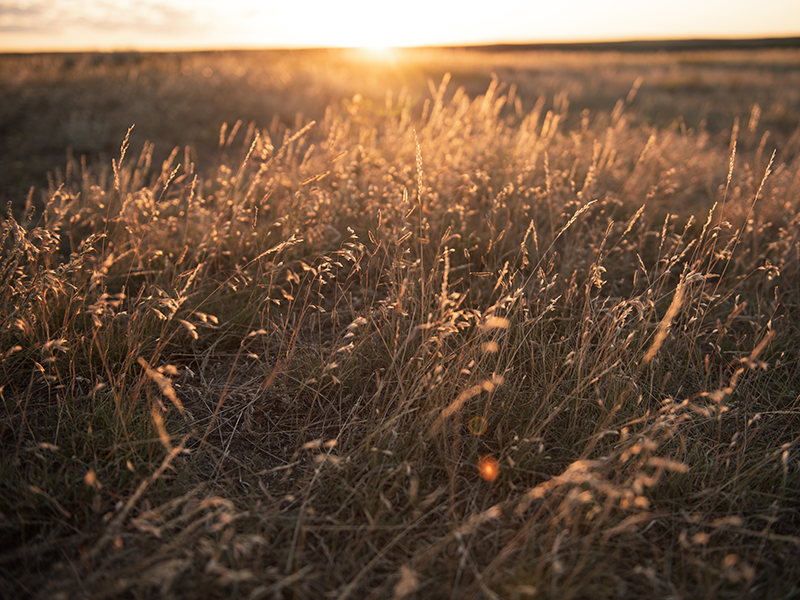 Grasslands