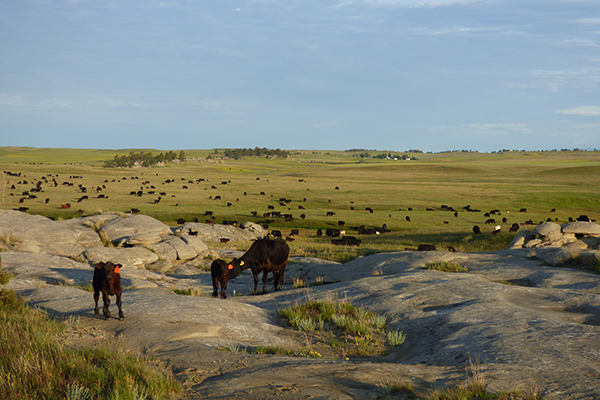 Milton Range