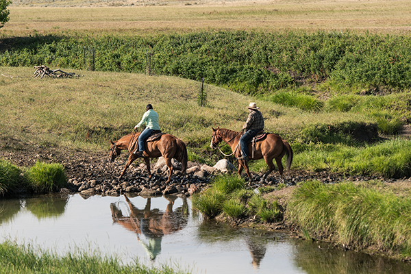 Riding Horses