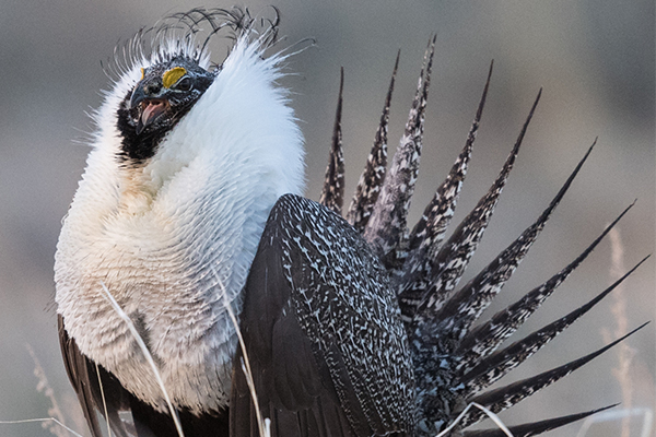 Sage Grouse Habitat Program 