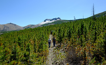 Montana Forest