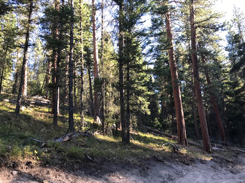 Photo of TImber Piled Up For Sales