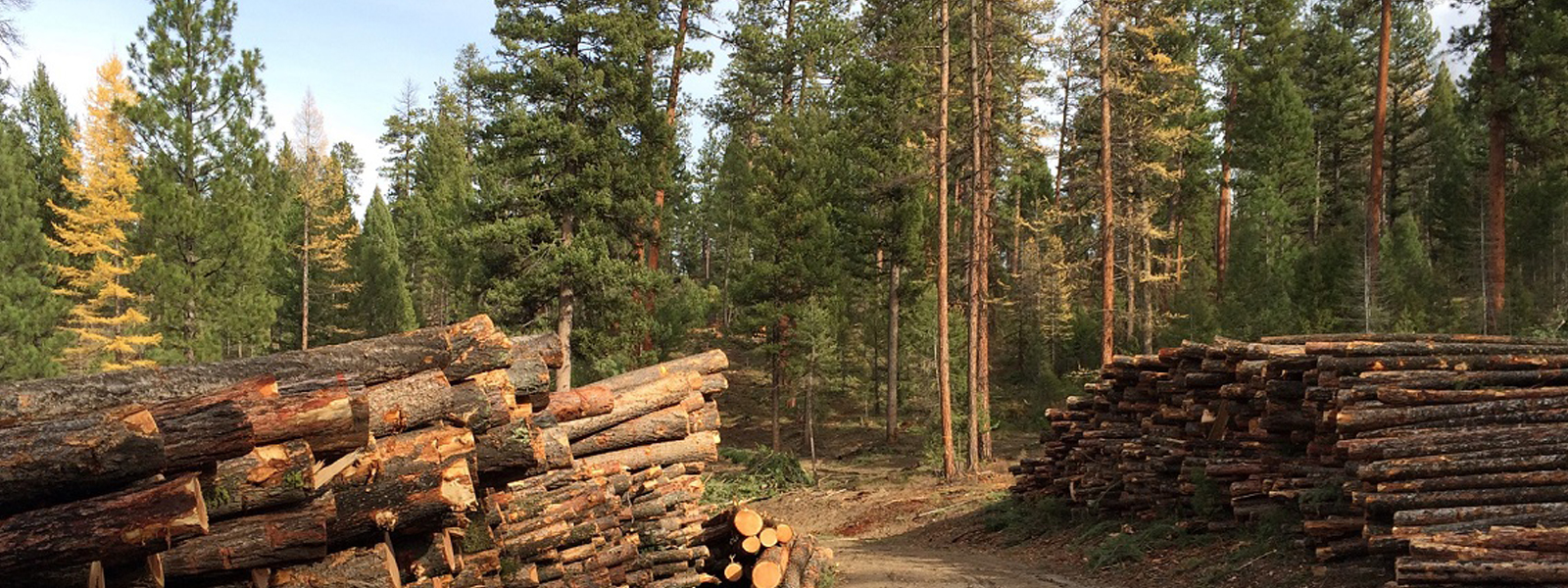 Logs in a forest