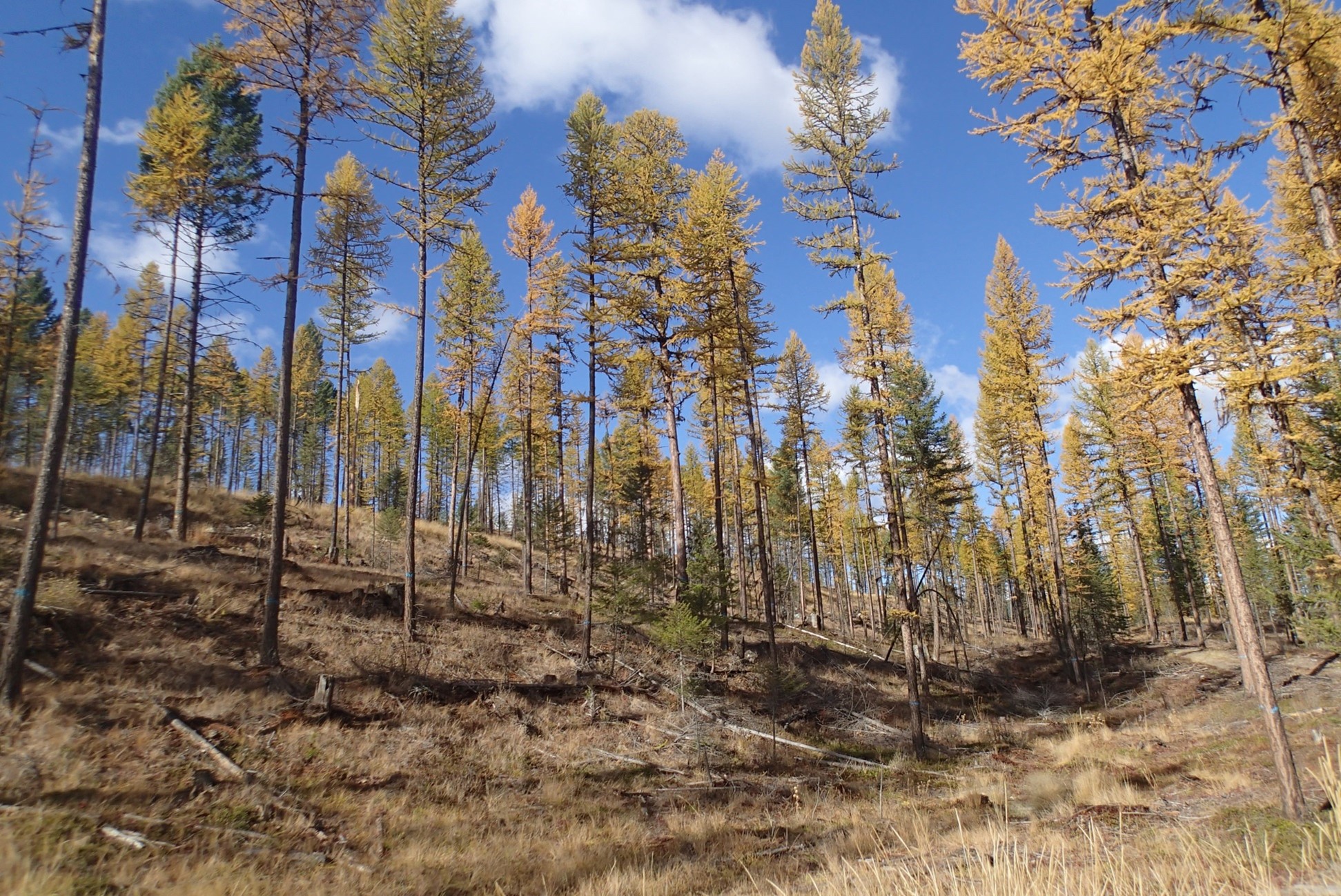 Thinned larch forest.