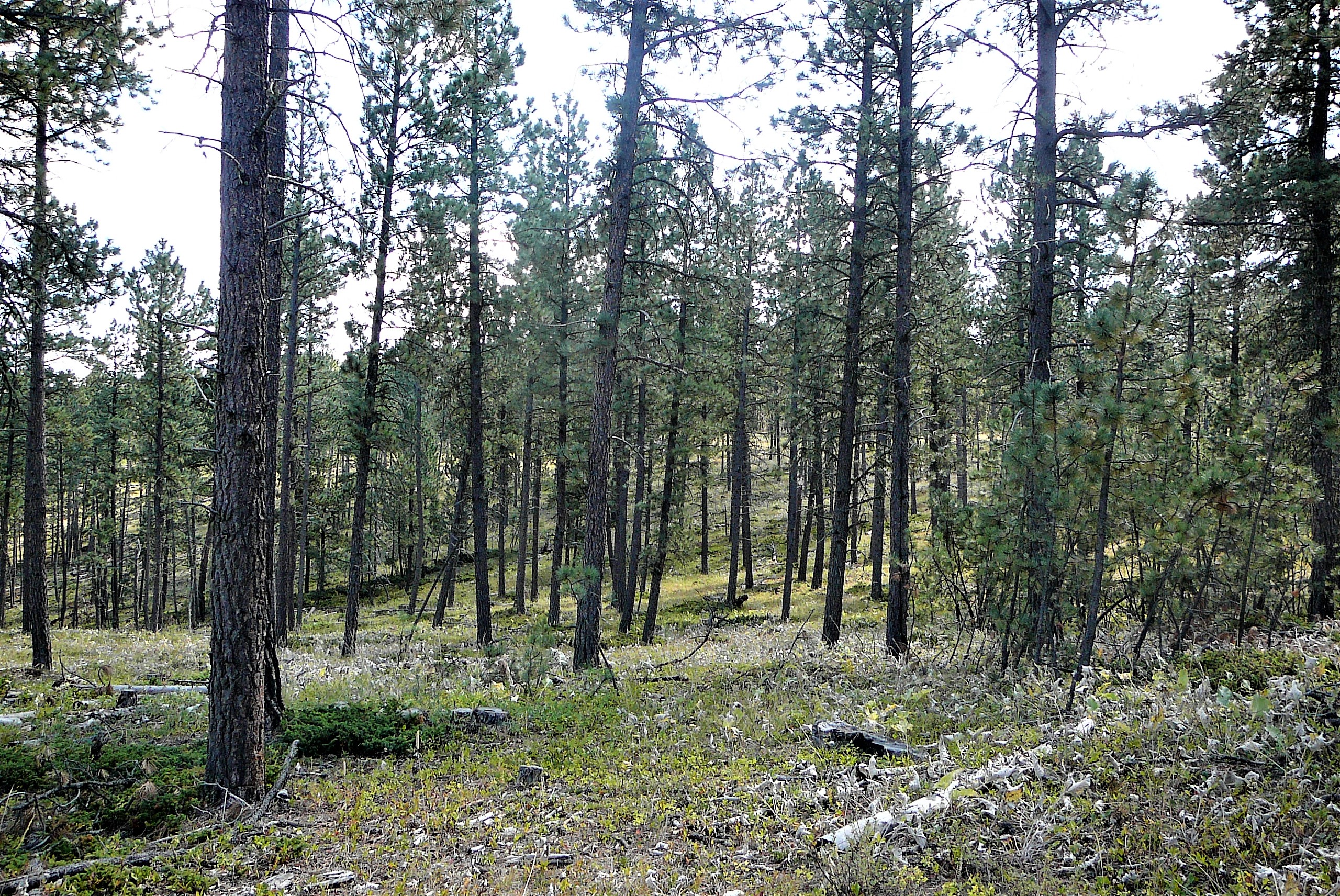 Timber Sale in Montana