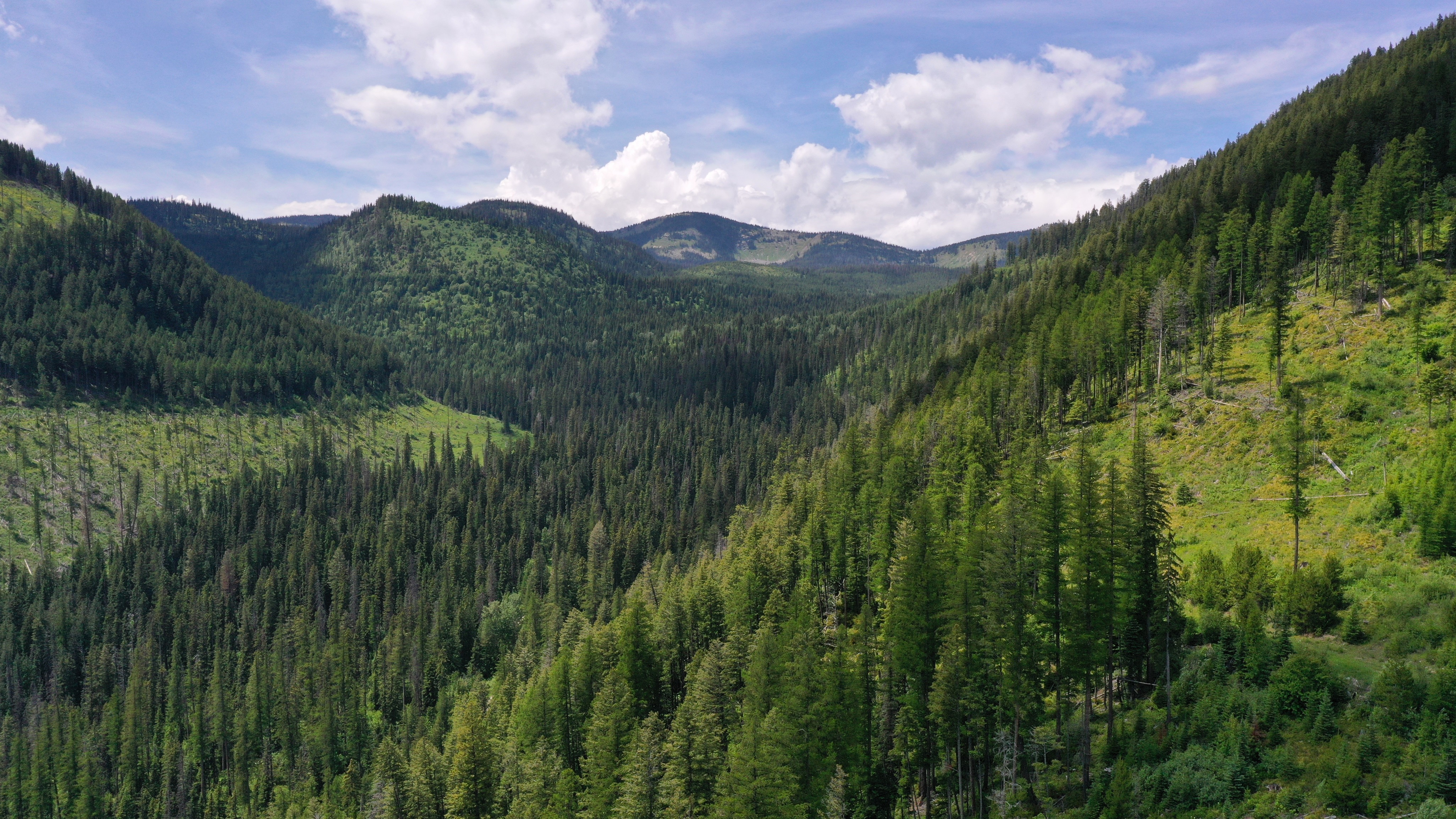 Forested landscape on the Swan River State Forest, Montana.