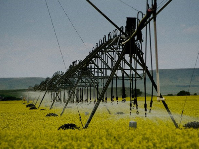 Irrigation pivots spreading water on green field